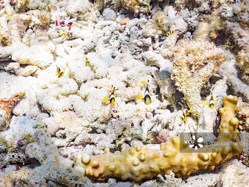 黄尾鲹，克氏海葵鱼，克拉克海葵鱼，幼鱼。一群热带鱼。美丽的珊瑚礁和游泳的人们。安室岛，座间味岛，庆良间群岛，岛尻郡，冲绳 2025图片素材