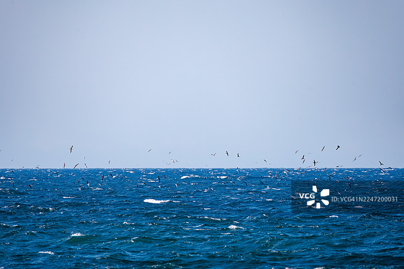 近海可见一大群海鸟，包括：白氏海燕（Calonectris leucomelas）、褐鲣鸟（Sula leucogaster）、黑足信天翁（Diomedea nigripes）、短尾信天翁（Phoebastria albatrus）、莱桑氏信天翁（Diomedea immutabilis）。图片素材