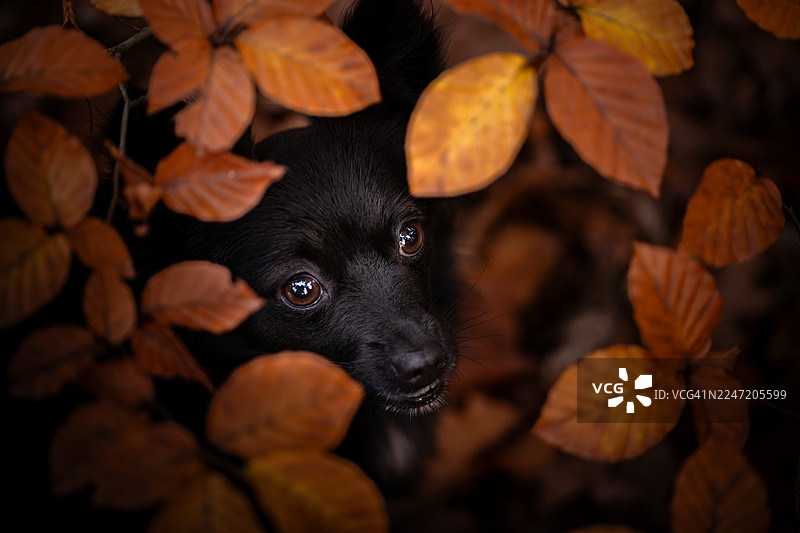 一只黑色的边境牧羊犬藏在秋叶中。图片素材