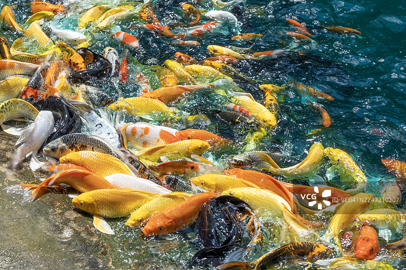 池塘里的锦鲤鱼，自然背景。图片素材