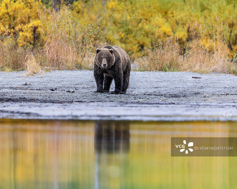 秋日掠食者倒影图片素材
