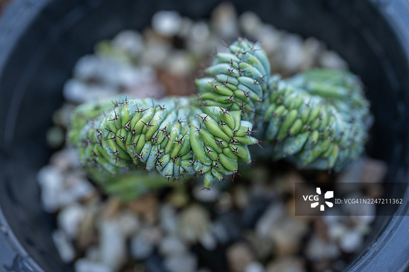 俯视角度拍摄的myrtillocactus geometrizans f. cristatus仙人掌图片素材