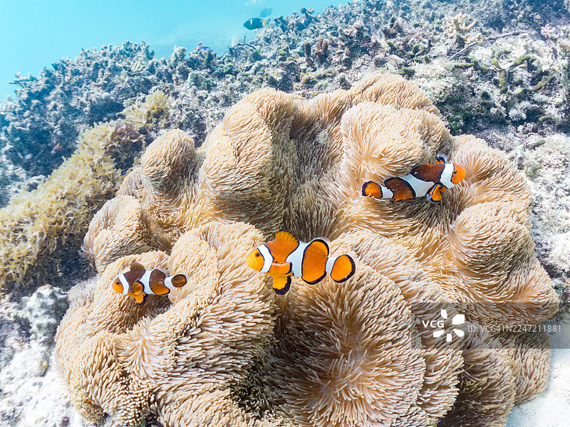 可爱的公子小丑鱼一家，美丽的蝙蝠鱼和其他海洋生物，在精彩的珊瑚礁中。一群热带鱼。美丽的珊瑚礁和游泳的人们。菜单，濑长岛，冲绳，庆良间群岛，岛尻郡 - 2025图片素材