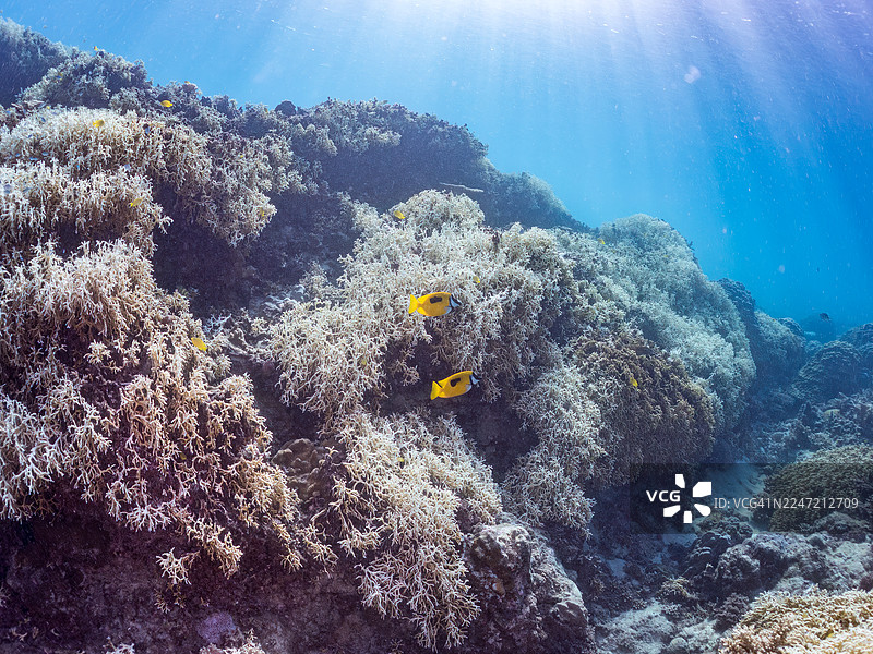斑纹狐面鱼 (Siganus unimaculatus)、蓝绿海葵鱼 (Chromis viridis)、蓝绿海葵鱼、一群热带鱼。美丽的珊瑚礁和游泳的人们。赤恩海滩,赤恩岛,冲绳,庆良间群岛,岛尻郡 - 2025图片素材