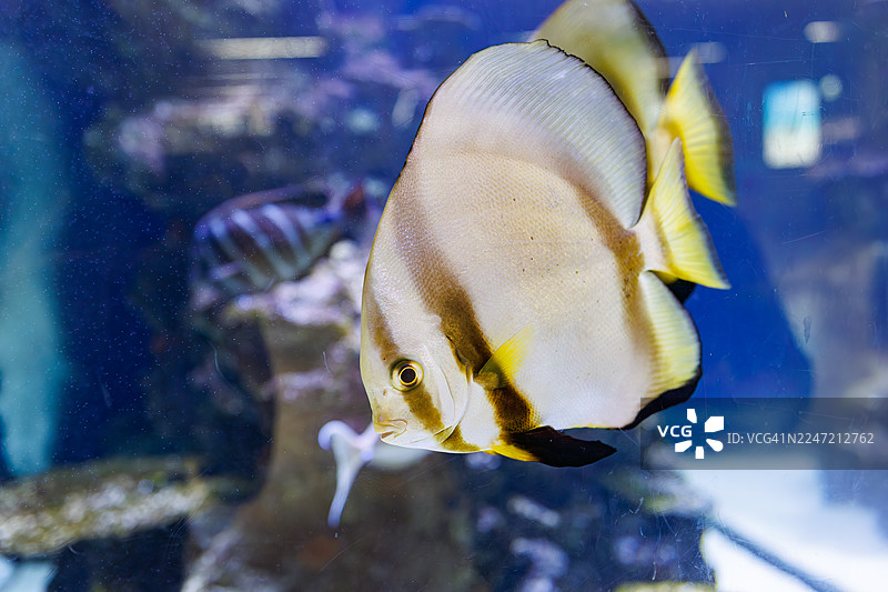 机场大厅里放置着一个巨大的水族箱。金钱蝶鱼,Platax boersii。长鳍蝙蝠鱼,Platax teira。图片素材