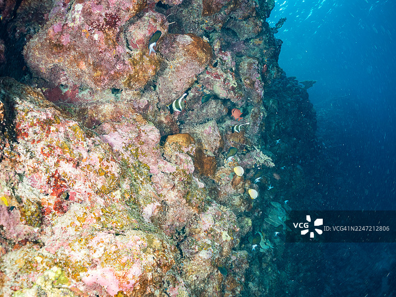 三带旗鱼（Heniochus chrysostomus），月纹蝴蝶鱼（Chaetodon Lunulatus），伯氏金鳞鱼（Myripristis berndti）。一群热带鱼。美丽的珊瑚礁和游泳的人们。阿嘉海滩，阿嘉岛，冲绳，庆良间群岛，志图片素材