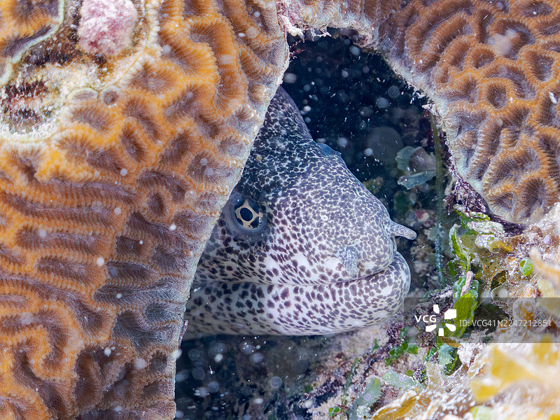 巨大的火鸡裸胸鳝,Gymnothorax meleagris。一群热带鱼。美丽的珊瑚礁和游泳的人们。菜单, hama 海滩,阿卡岛,冲绳,庆良间群岛,岛尻郡 - 2025图片素材