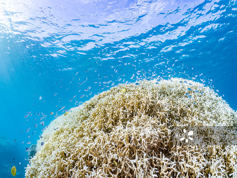 成群的蓝绿色海葵鱼、蓝绿色海葵鱼(Chromis viridis)、白尾海葵鱼、阿鲁安海葵鱼等。一群热带鱼。美丽的珊瑚礁和游泳的人。阿卡海滩,阿卡岛,冲绳,庆良间群岛。图片素材
