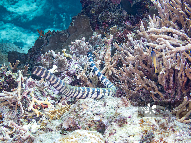 一条巨大的海蛇（海滨环蛇），一群热带鱼，美丽的珊瑚礁和游泳的人们。地点：阿嘉海滩，阿嘉岛，冲绳，庆良间群岛，岛尻郡。图片素材