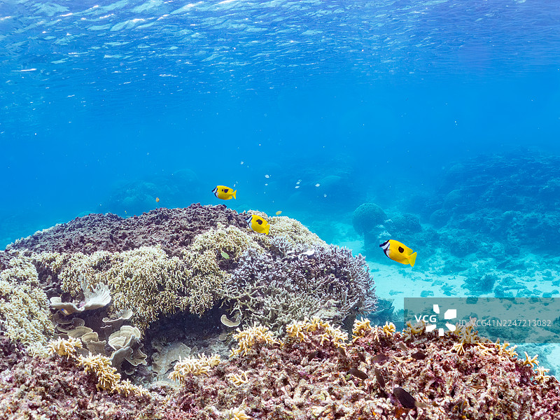 斑点狐狸鱼，无斑兔鱼，蓝绿海葵鱼，绿色海葵鱼，一群热带鱼。美丽的珊瑚礁和游泳的人。赤间海滩，赤间岛，冲绳，庆良间群岛，岛尻郡 - 2025图片素材