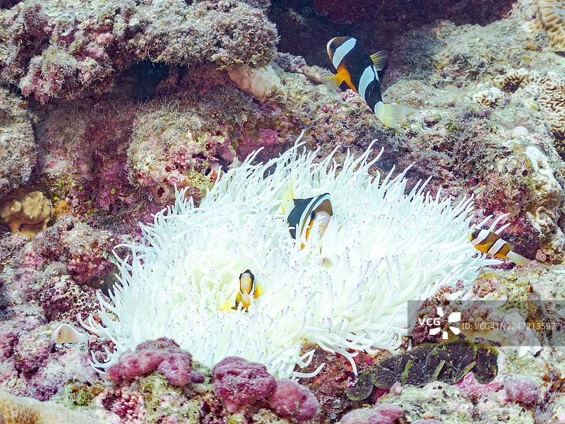 黄尾鲹，克氏海葵鱼，克氏海葵鱼，幼鱼，海葵田，皮革海葵，异海葵，一群热带鱼。美丽的珊瑚礁和游泳的人们。赤间海滩，赤间岛，冲绳，庆良间群岛，庆良图片素材