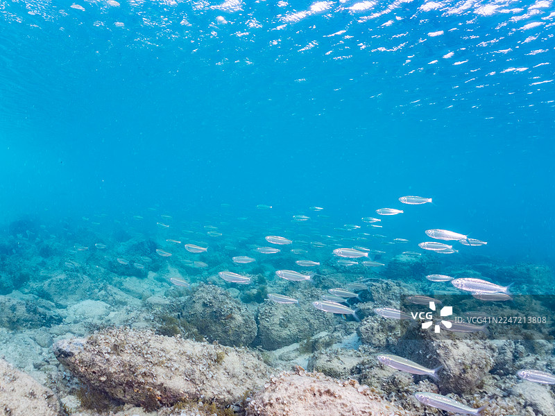 蓝条纹鲱鱼,四斑鲱鱼。一群热带鱼。美丽的珊瑚礁和游泳的人们。阿卡海滩,阿卡岛,冲绳,庆良间群岛,岛尻郡 - 2025图片素材