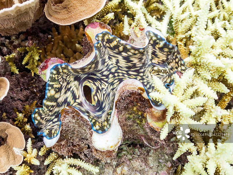 巨大的巨蛤、砗磲科、盗蚝、砗磲。一群热带鱼。美丽的珊瑚礁和游泳的人们。赤间海滩，赤间岛，冲绳，庆良间诸岛，岛尻郡 - 2025图片素材