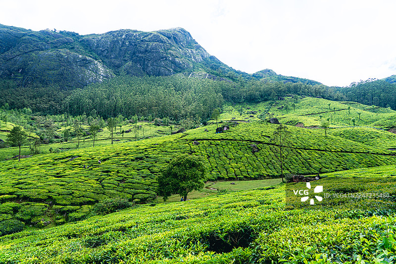 印度喀拉拉邦穆纳尔茶园的绿色景观图片素材