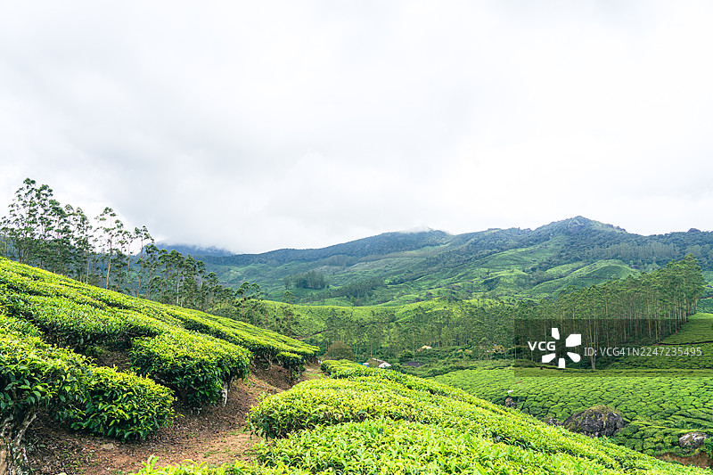 印度喀拉拉邦穆纳尔茶园的绿色景观图片素材
