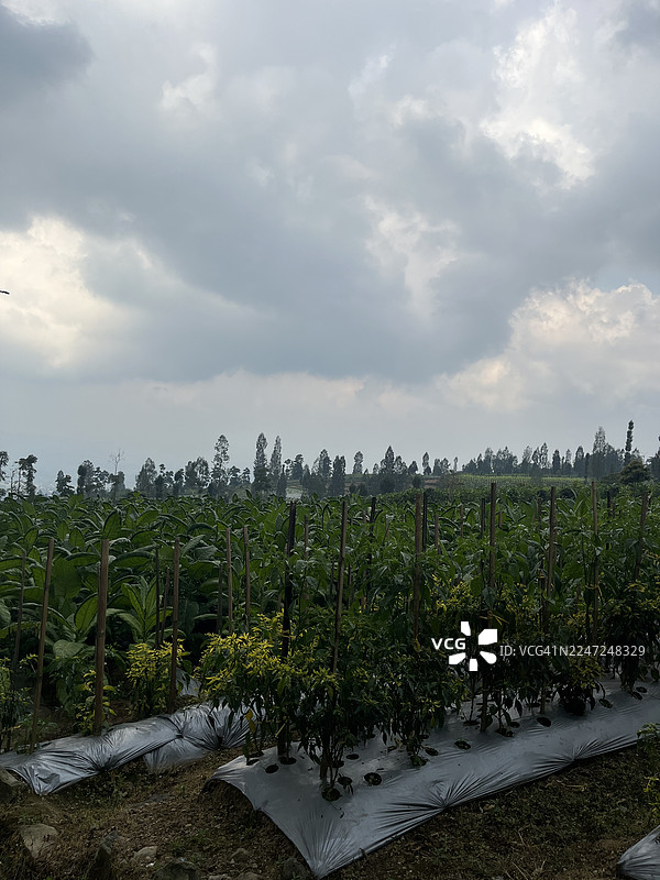 印度尼西亚中爪哇省淡孟安的农业田园风光图片素材