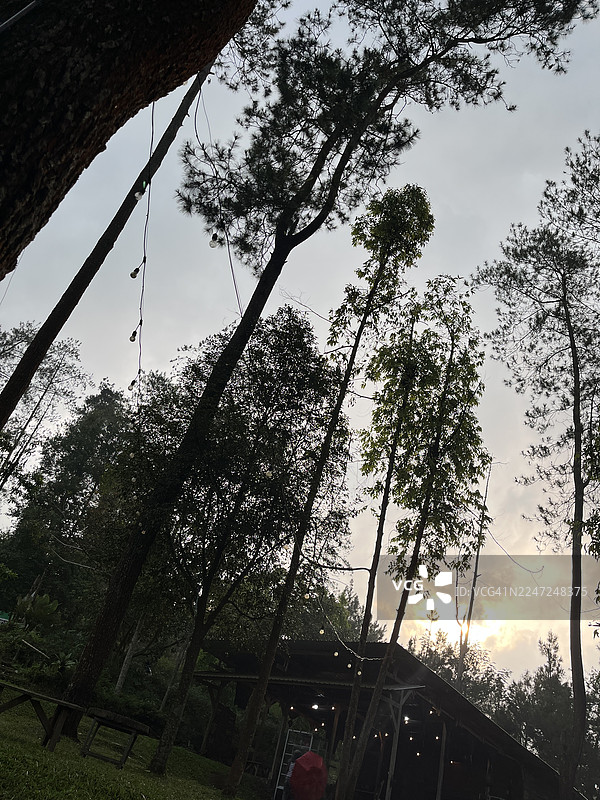 从中爪哇三宝垄拍摄的低角度树木仰视图，背景是多云的天空图片素材