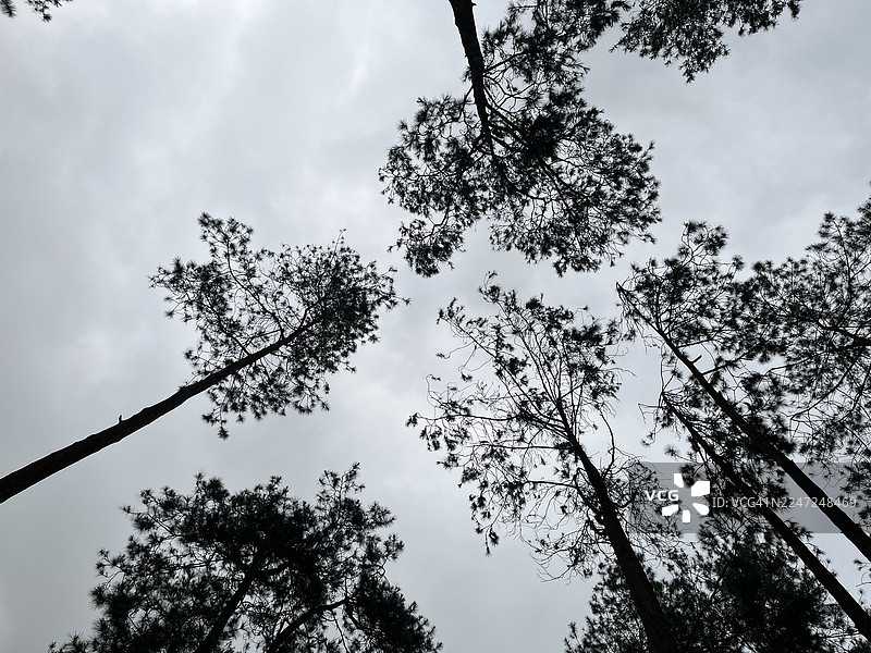 中爪哇省丹格朗，树木在多云天空下的仰视视角图片素材