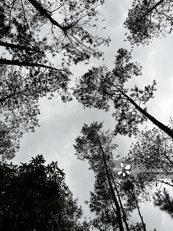 从中爪哇三宝垄拍摄，仰视树木与云层密布的天空图片素材