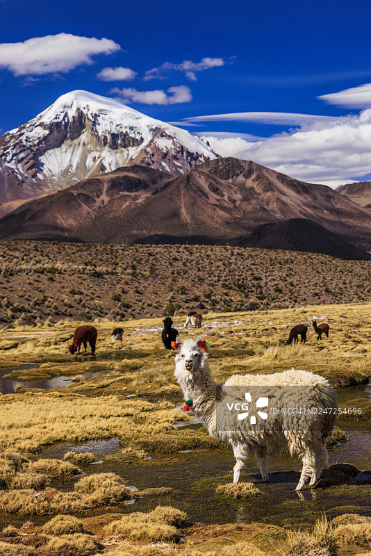 玻利维亚高原上的拉玛与萨哈马火山图片素材