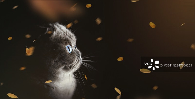 苏格兰折耳猫看着金色的碎片落下图片素材