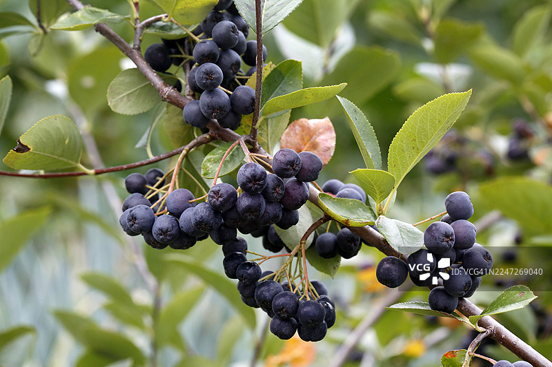 黑果腺肋花楸，也称黑果越橘、红果越橘图片素材