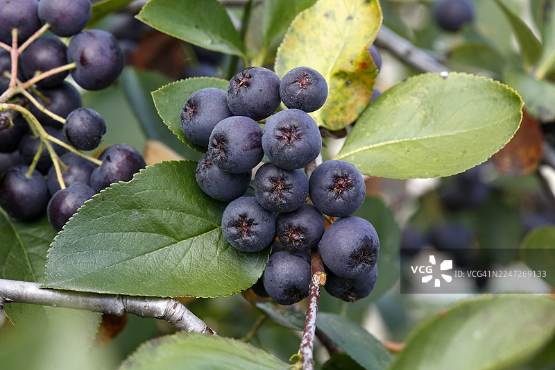 黑果腺肋木，黑果越橘，王浆果图片素材