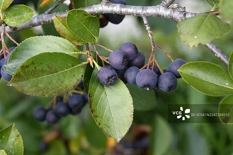 阿罗尼亚，黑果腺子草，国王莓图片素材