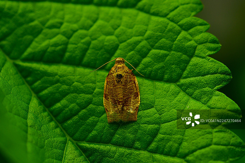 苹果卷叶蛾，卷叶蛾图片素材