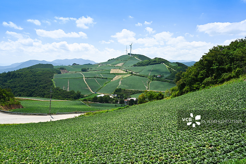 江原道 江陵市 安边德 卷心菜图片素材