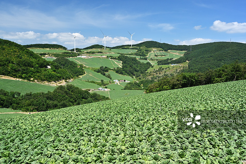江原道江陵市安边地，卷心菜图片素材