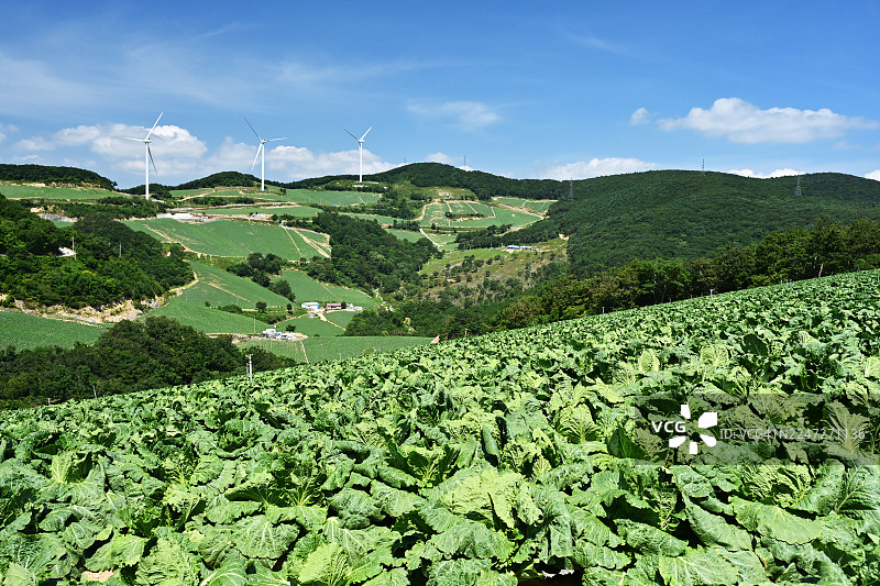 江原道江陵市安边地，卷心菜图片素材