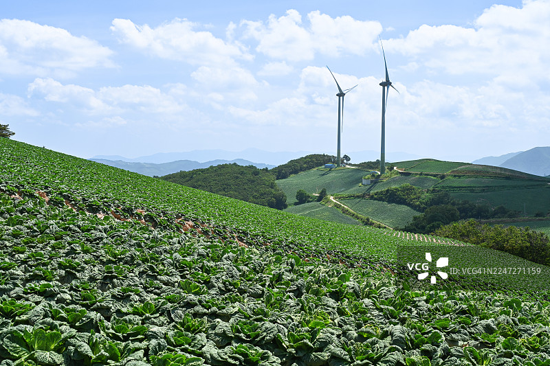 江原道江陵市安边洞的卷心菜图片素材