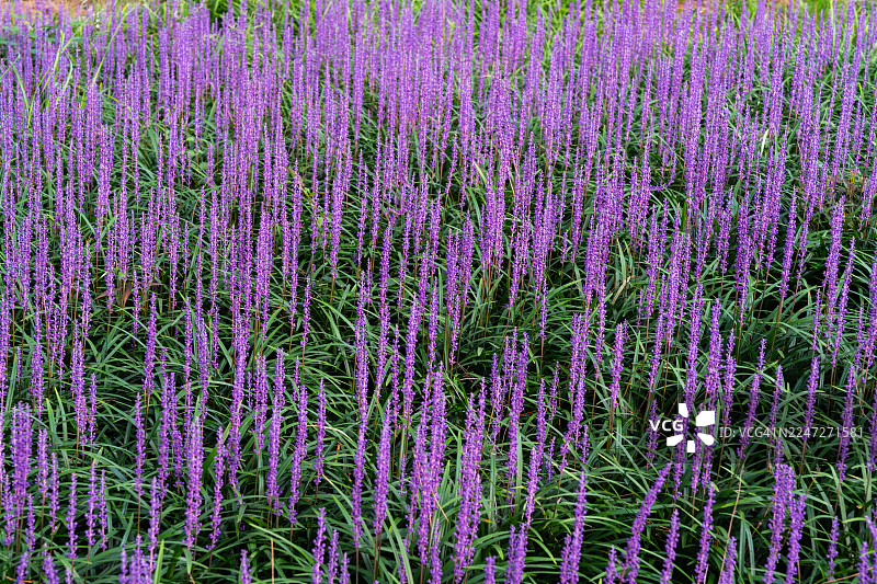 蔚山大王岩公园的麦冬花图片素材