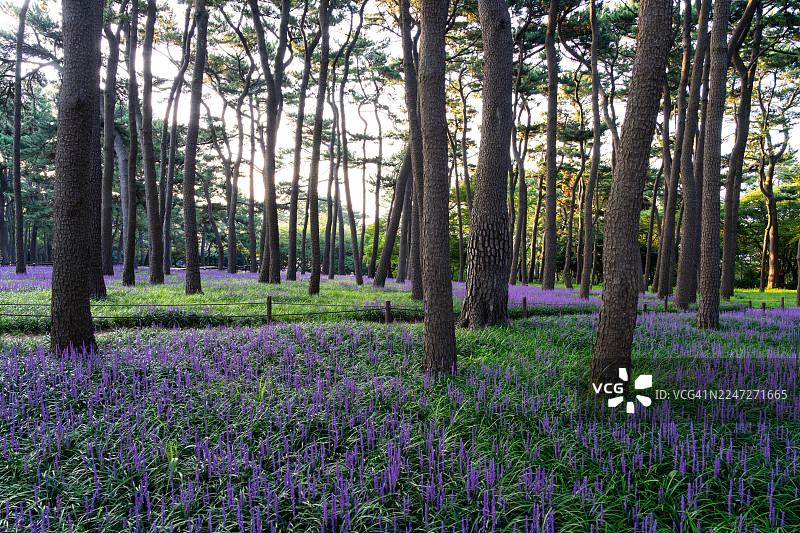 蔚山大王岩公园的麦冬花图片素材