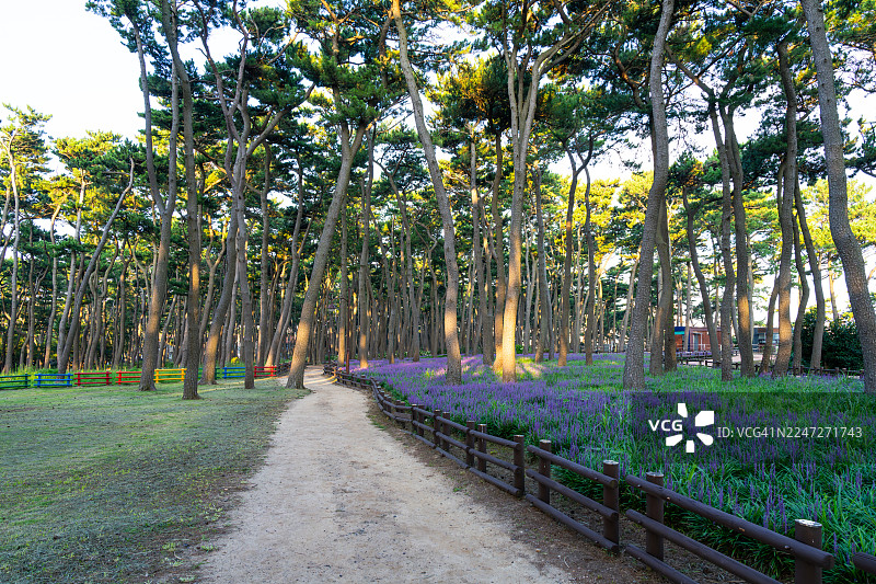蔚山大王岩公园的蔚蔚山花路图片素材