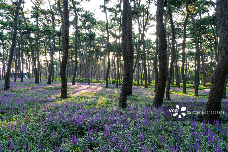 蔚山大王岩公园的麦冬花图片素材