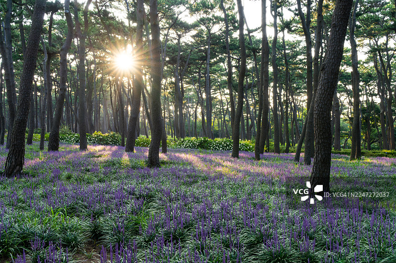 蔚山大王岩公园的麦冬花图片素材