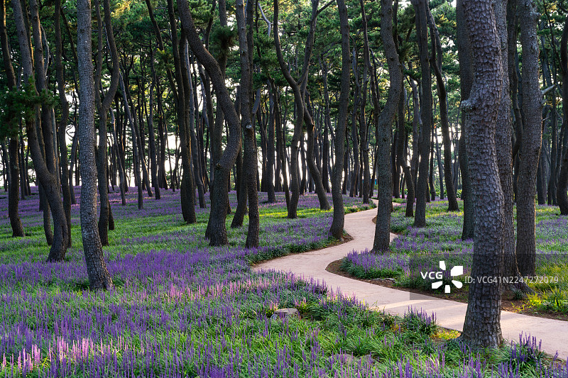 蔚山大王岩公园的蔚蔚门花路图片素材