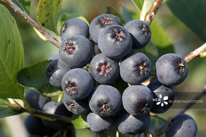 黑果腺肋花楸，俗称黑果图片素材