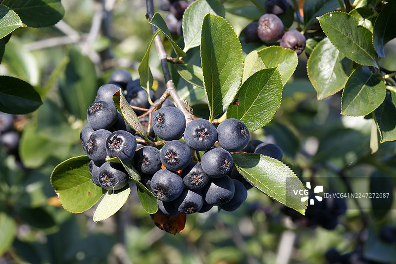 阿罗尼亚，榅桲，王浆果图片素材