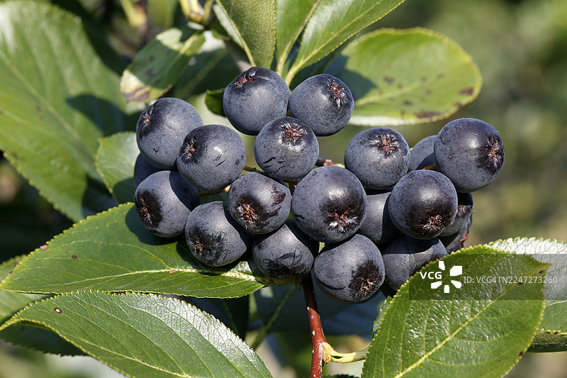 黑果腺子菜，黑果，王浆果图片素材