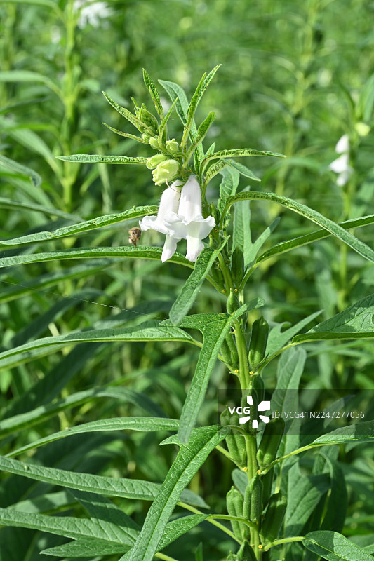 芝麻，芝麻粒，紫苏籽，芝麻花，植物图片素材