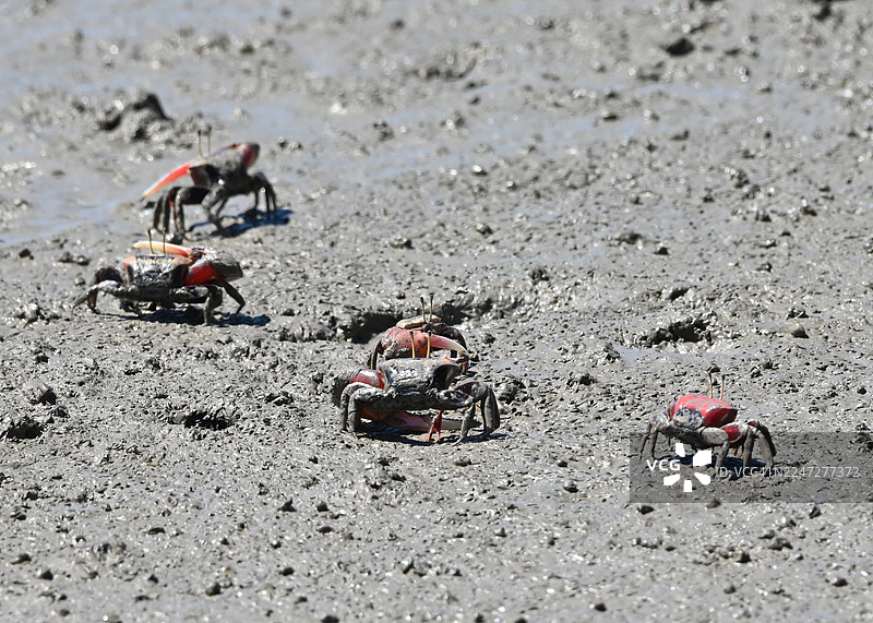 全罗南道新安郡甑岛图片素材