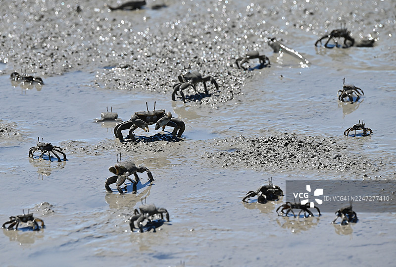 全罗南道新安郡甑岛图片素材
