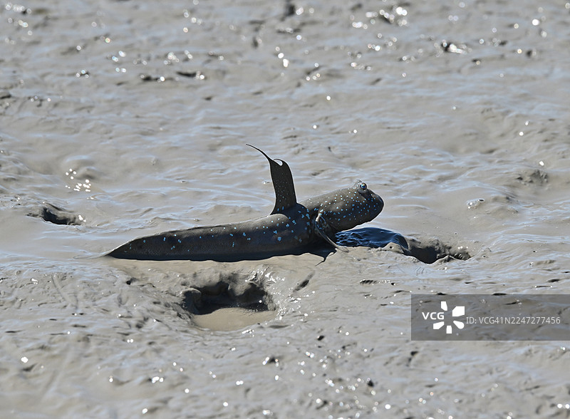 全罗南道新安郡甑岛图片素材