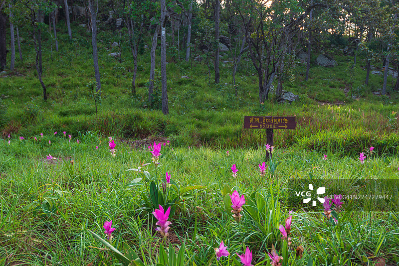 泰国猜也蓬府帕欣降国家公园里，美丽的野姜花（学名：Curcuma sessilis）或称天荷花的风景。图片素材