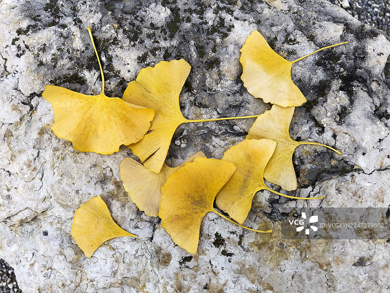 秋天的银杏叶背景图片素材