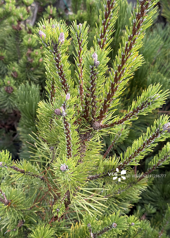 近距离拍摄的矮松灌木枝条图片素材