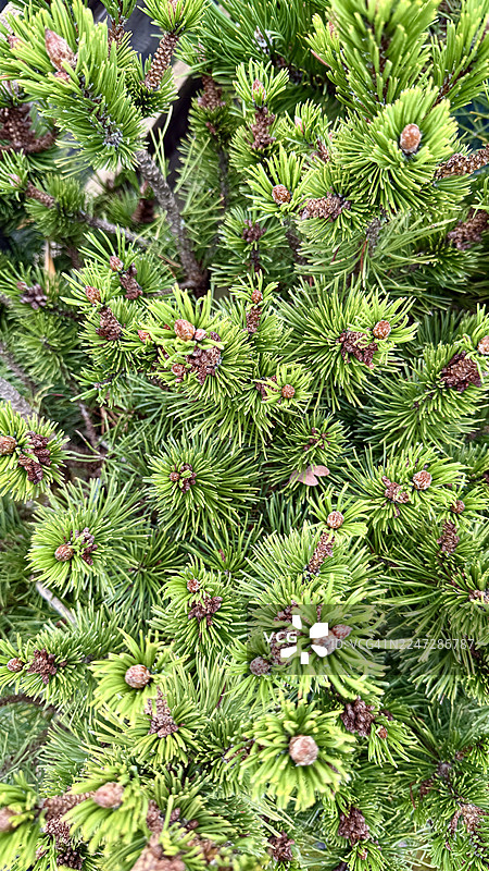 近距离拍摄的矮松灌木枝条图片素材